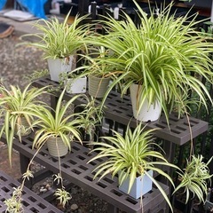 観葉植物（オリズルラン）
