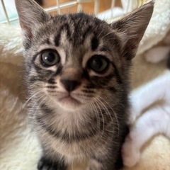  おっとりのんびり可愛い子猫さん