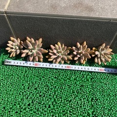 多肉植物　5カット