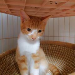 トライアル決定　茶白の男の子 - 猫