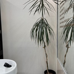 コンシネ　観葉植物　【現地渡し限定】の画像