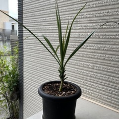 コンシネ　観葉植物　【現地渡し限定】