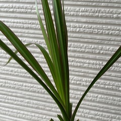 コンシネ　観葉植物　【現地渡し限定】の画像