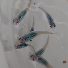 メダカ めだか しずく 針子〜稚魚 
