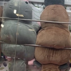 大きなカモノハシのぬいぐるみの画像