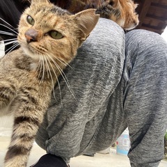 サビ猫 女の子 1歳 ムギワラ
