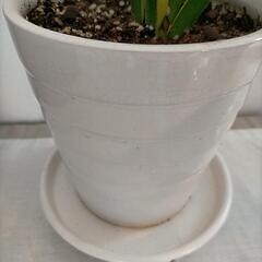 サンスベリア 白陶器鉢 の画像