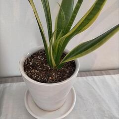 サンスベリア 白陶器鉢 の画像
