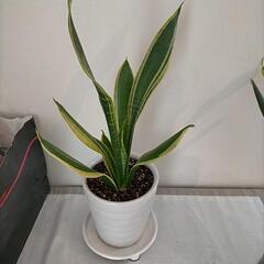 サンスベリア 白陶器鉢 