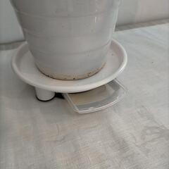 サンスベリア 白陶器鉢 の画像