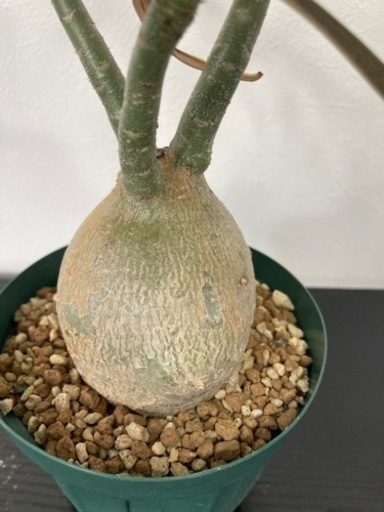 アデニウム　ソマレンセ　観葉植物　塊根植物　ビザールプランツ　生活雑貨 家庭用品 ガーデニング