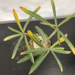 アデニウム　ソマレンセ　観葉植物　塊根植物　ビザールプランツ　生活雑貨 家庭用品 ガーデニングの画像