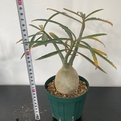 アデニウム　ソマレンセ　観葉植物　塊根植物　ビザールプランツ　生活雑貨 家庭用品 ガーデニングの画像