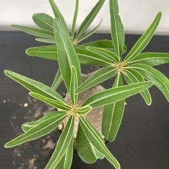 パキポディウム　グラキリス　発根済み　観葉植物　塊根植物　ビザールプランツ　生活雑貨 家庭用品 ガーデニングの画像