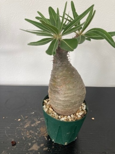 パキポディウム　グラキリス　発根済み　観葉植物　塊根植物　ビザールプランツ　生活雑貨 家庭用品 ガーデニング