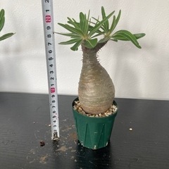 パキポディウム　グラキリス　発根済み　観葉植物　塊根植物　ビザールプランツ　生活雑貨 家庭用品 ガーデニングの画像
