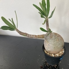 パキポディウム　グラキリス　観葉植物　塊根植物　ビザールプランツ　生活雑貨 家庭用品 ガーデニングの画像