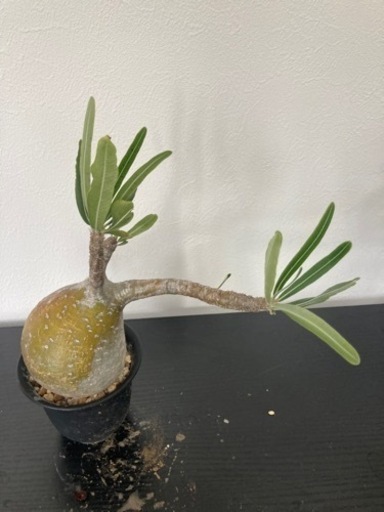 パキポディウム　グラキリス　観葉植物　塊根植物　ビザールプランツ　生活雑貨 家庭用品 ガーデニング