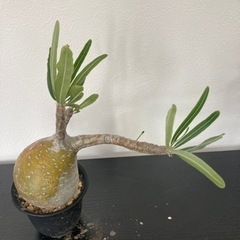 パキポディウム　グラキリス　観葉植物　塊根植物　ビザールプランツ...