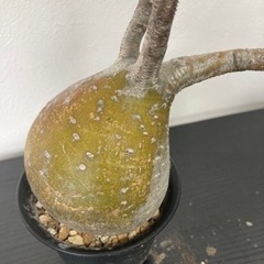 パキポディウム　グラキリス　観葉植物　塊根植物　ビザールプランツ　生活雑貨 家庭用品 ガーデニングの画像