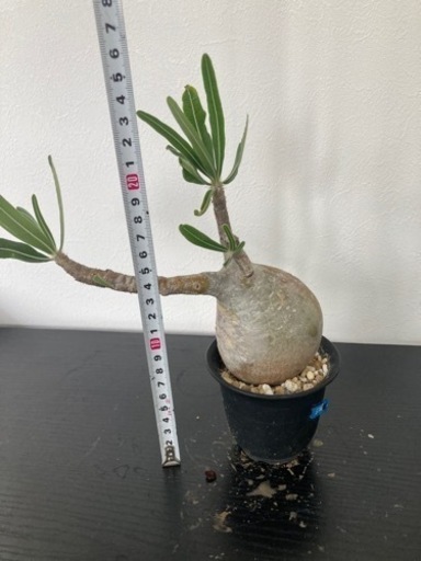 パキポディウム　グラキリス　観葉植物　塊根植物　ビザールプランツ　生活雑貨 家庭用品 ガーデニング　観葉植物　塊根植物　多肉植物　ビザールプランツ　レアプランツ　ガーデニング　植物　グリーン　趣味　盆栽　葉　花　庭　草　インテリア　おしゃれ　飾り　園芸　