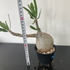 パキポディウム　グラキリス　観葉植物　塊根植物　ビザールプランツ　生活雑貨 家庭用品 ガーデニングの画像