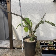 アローディア　プロセラ　亜竜木　観葉植物　塊根植物　ビザールプランツ　生活雑貨 家庭用品 ガーデニングの画像