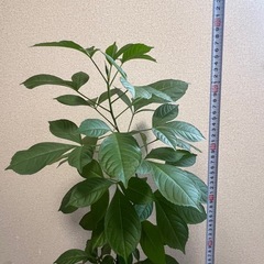 バオバブの木 観葉植物
