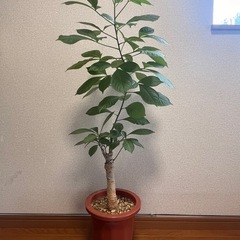 バオバブの木 観葉植物