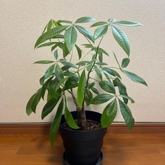 パキラ　観葉植物