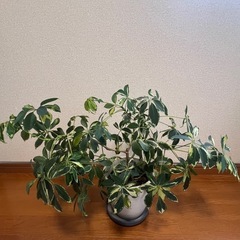 シェフレラ 斑入り 観葉植物