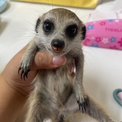 （商談中）ミーアキャットベビー女の子ラスト1匹☝️