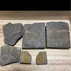 三葉虫化石❓ペーパーウェイトとして
