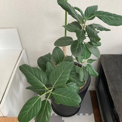 観葉植物