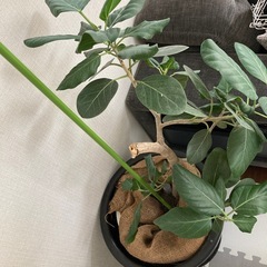 観葉植物の画像