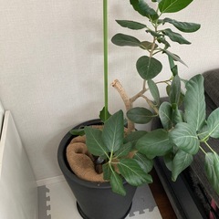 観葉植物の画像