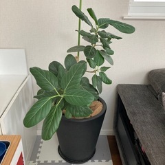 観葉植物の画像