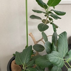 観葉植物の画像