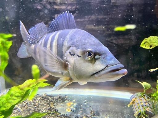 キクラ　ピクティ　熱帯魚