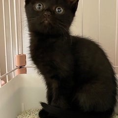 正式譲渡　黒猫の男の子　天くん − 大阪府