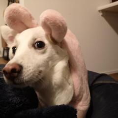 ロペピクニック 犬の服の画像