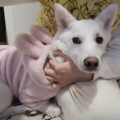 ロペピクニック 犬の服