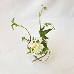 未使用 花瓶 ガラス 水耕栽培 デザイナー雑貨 テラリウム アク...