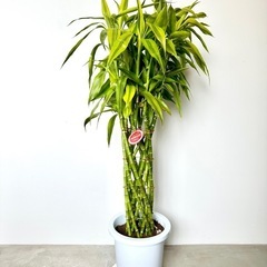 【観葉植物】ドラセナサンデリアーナ
