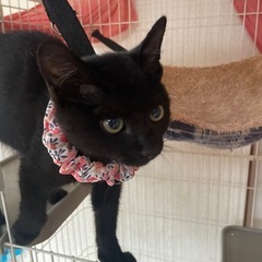 洋風なお顔のクロネコちゃん(里親決定しました！)
