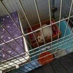 白いメスの仔猫パールちゃんです☆