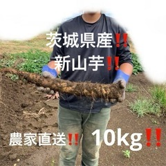 茨城県産‼️新山芋‼️10kg‼️の画像