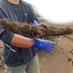 茨城県産‼️新山芋‼️10kg‼️の画像