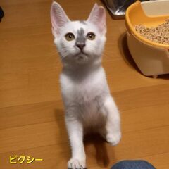 10/20日曜日　譲渡会in川崎市動物愛護センター　子猫から大人猫まで