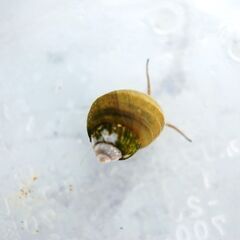 ヒメタニシ（10㎜～15㎜）1匹50円⇒5匹で200円🐚